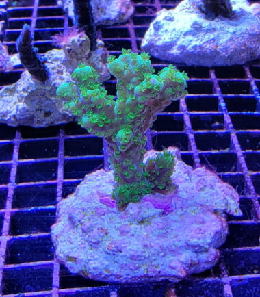 enzmann Acropora tumida Enzmann-Acropora 3