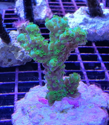 Acropora tumida Enzmann-Acropora