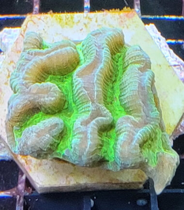 Platygyra sp. Radioactive Hirnkoralle