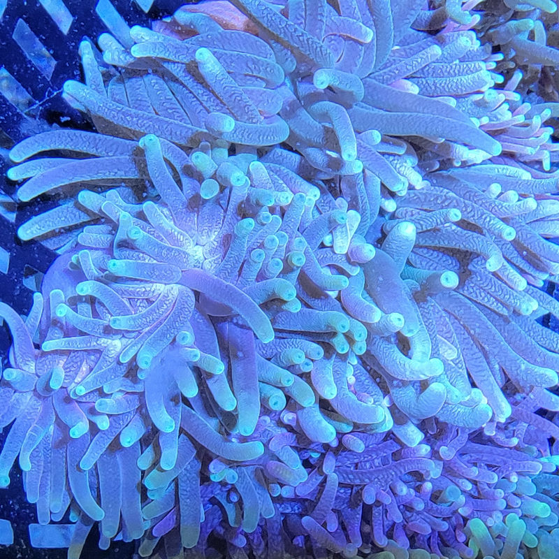 radianthus Radianthus magnifica Prachtanemone 1