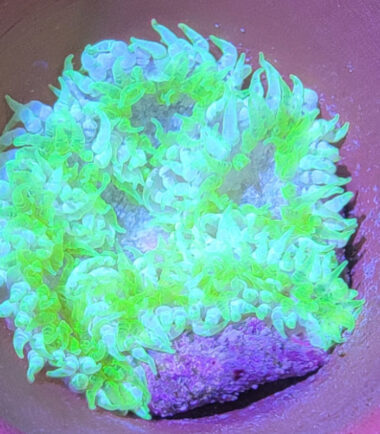 Phymanthus crucifer Karibische Perlenanemone Rockanemone ultra