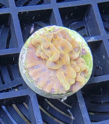 Montipora Crazy T