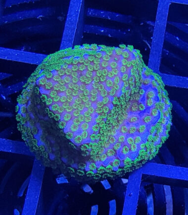 Montipora Rainbow Ableger