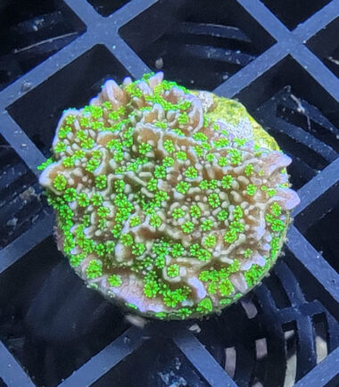 Montipora Star Wars Ableger