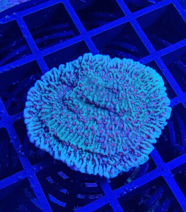 Montipora Volcanic Eruption Ableger 3