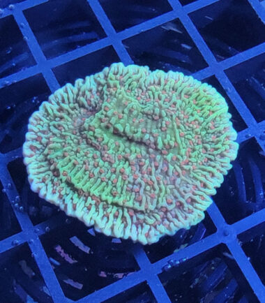 Montipora Volcanic Eruption Ableger 6
