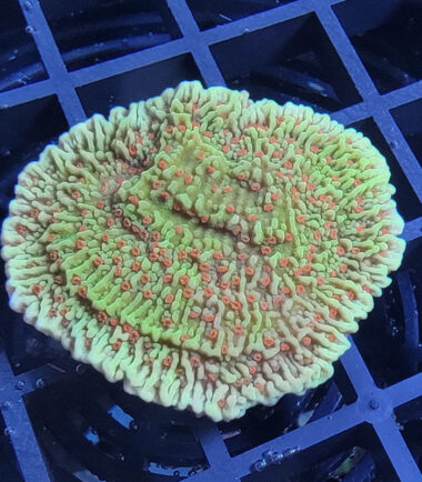 Montipora Volcanic Eruption Ableger 2
