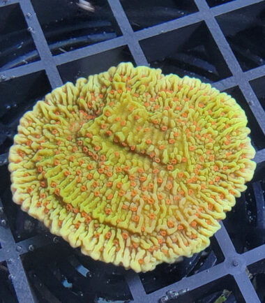 Montipora Volcanic Eruption Ableger 5