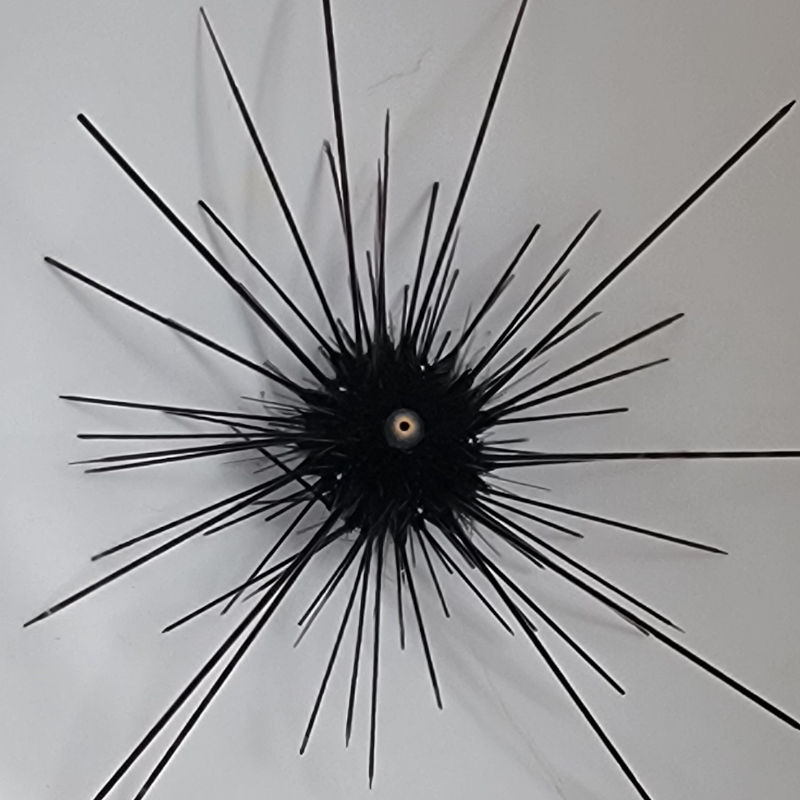 diadem1 Diadema setosum Diadem-Seeigel 1