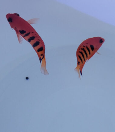 Centropyge loricula Paar- Flammen Zwergkaiserfisch, Flammenkaiser