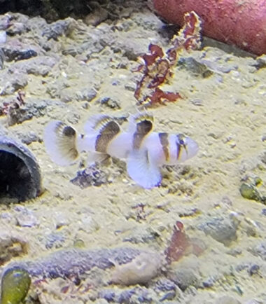 panda Priolepis nocturna Sägeflossengrundel Rarität 3
