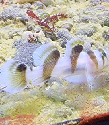 panda1 Priolepis nocturna Sägeflossengrundel Rarität 2