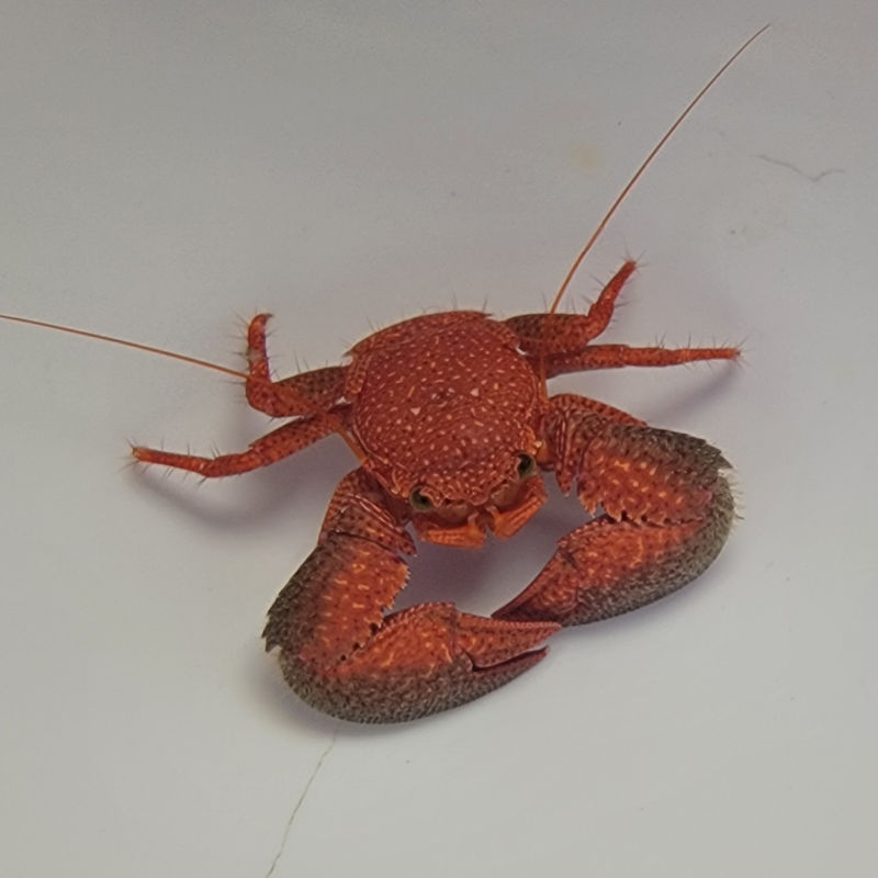 rot Petrolisthes monodi roter Porzellankrebs 1