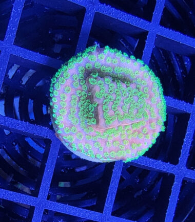 sunset1 Montipora Sunset Ableger 3