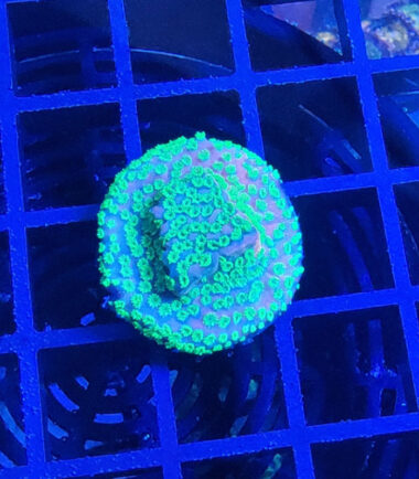 sunset2 Montipora Sunset Ableger 2