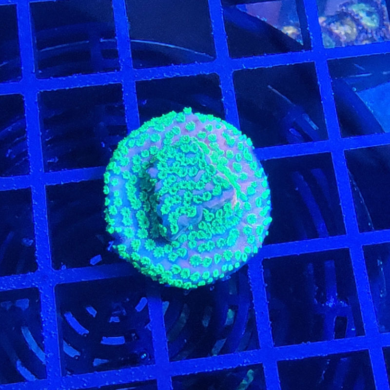 sunset2 Montipora Sunset Ableger 1