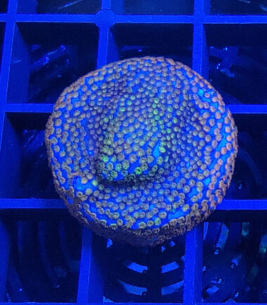 Montipora Superman Ableger