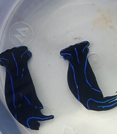 Chelidonura varians Samtblaue Kopfschildschnecke 3