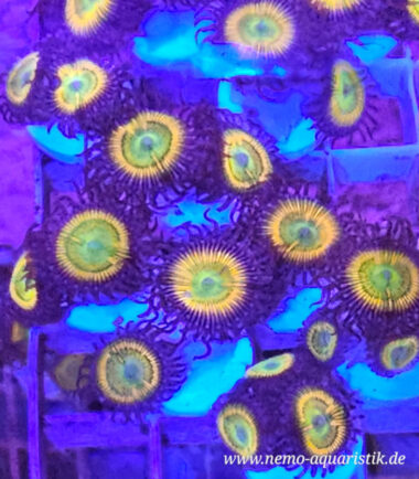 Zoanthus Palythoa Sunny D 1 Zoanthus Palythoa Sunny D 4