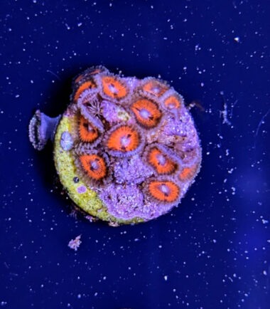 blood Zoanthus Palythoa Bloodsucker 2