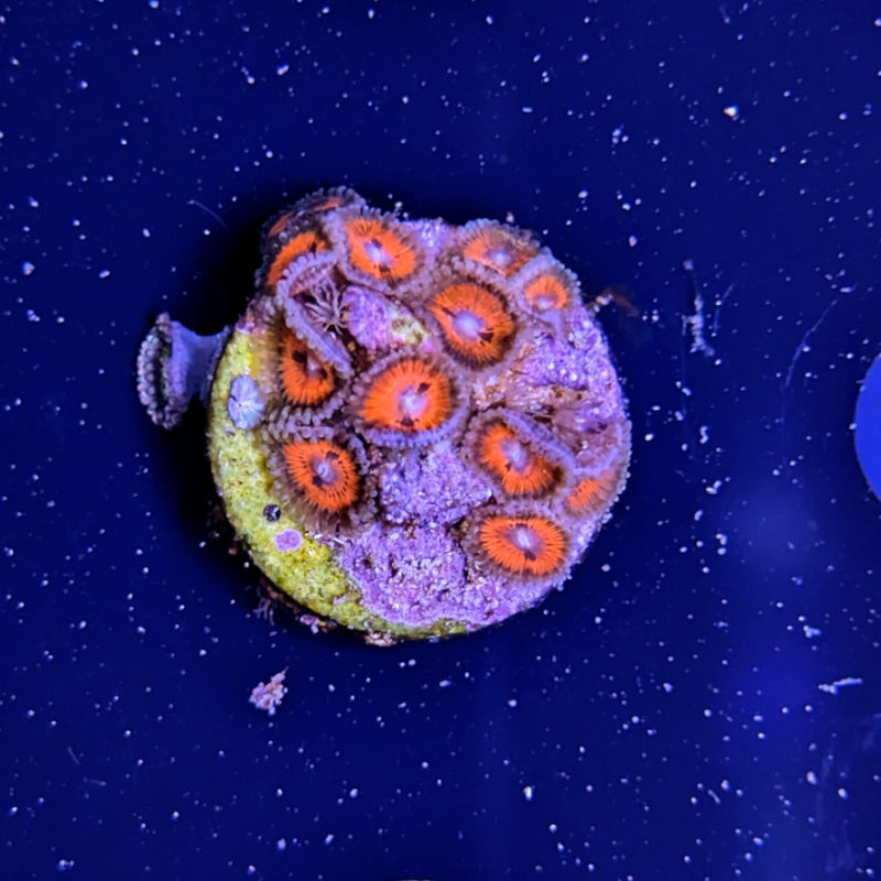 blood Zoanthus Palythoa Bloodsucker 1