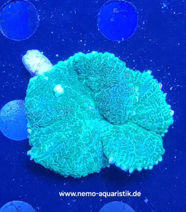Rhodactis Green Nachzucht 2