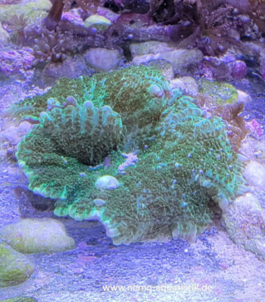 Rhodactis Green Nachzucht 5