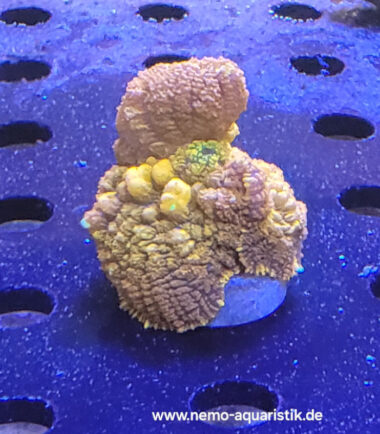 Rhodactis Orange Gold Sprinkles Nachzucht