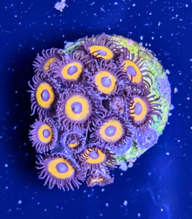 Zoanthus Palythoa Johnny Pumpkin