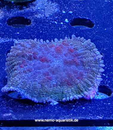 red spo Rhodactis red Spotted Nachzucht 5