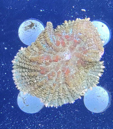 red spo3 Rhodactis red Spotted Nachzucht 3