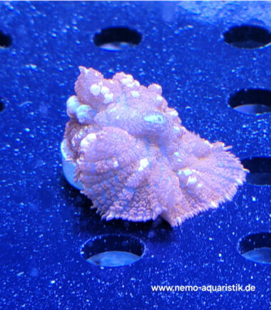 Rhodactis Superman Nachzucht 5