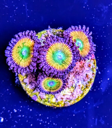 Zoanthus Sunny D Zoanthus Palythoa Sunny D 2