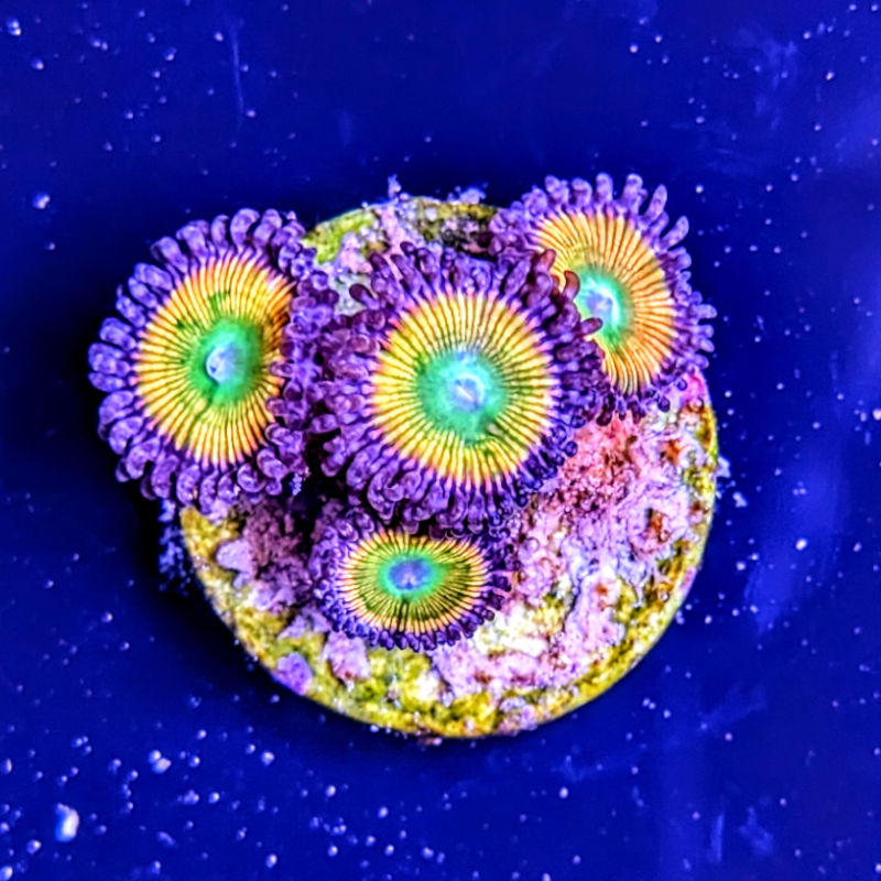 Zoanthus Sunny D Zoanthus Palythoa Sunny D 1
