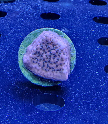 thunder1 Montipora Tropic Thunder Ableger 3