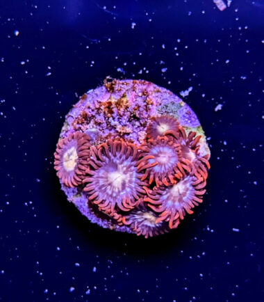 Zoanthus Palythoa Firestorm