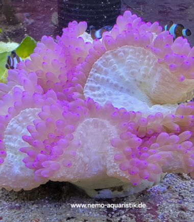 lila Heteractis Malu Crispa Hawaiianemone lila 5