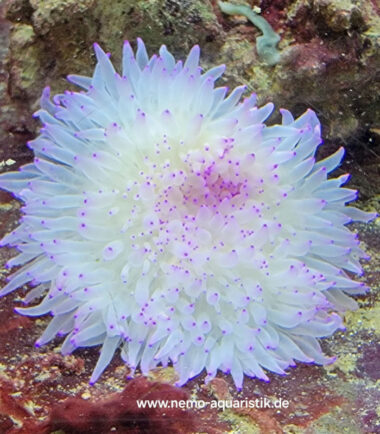 lila malu Heteractis Malu Crispa Hawaiianemone lila Spitzen 3