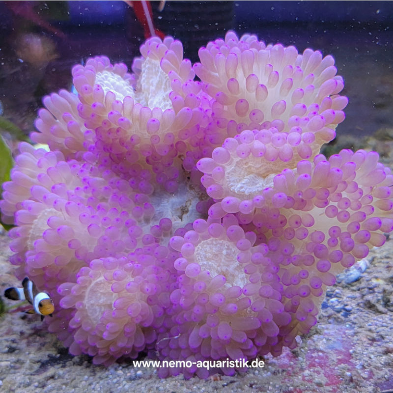 lila2 Heteractis Malu Crispa Hawaiianemone lila 1