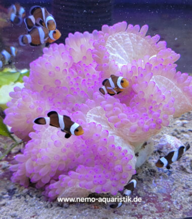 lila3 Heteractis Malu Crispa Hawaiianemone lila 3