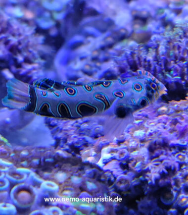 Synchiropus picturatus LSD Mandarinfisch Leierfisch