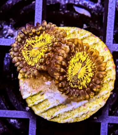 Goldmaul Zoanthus Palythoa Goldmaul