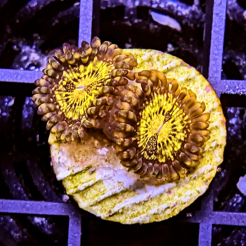 Goldmaul Zoanthus Palythoa Goldmaul