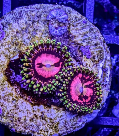 Zoanthus Palythoa Space Chaos 2 Polypen