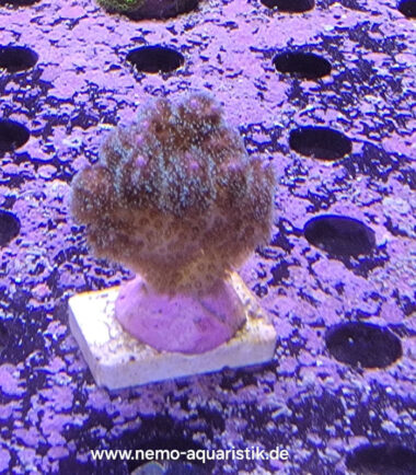 himbeer1 Pocillopora damicornis Himbeerkoralle Buschkoralle