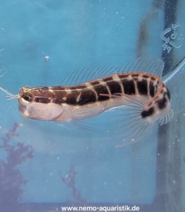 Ecsenius lineatus Gestreifter Blenny