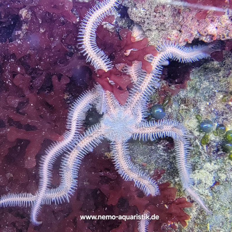 schlang1 Ophiomastix annulosa haariger Schlangenstern