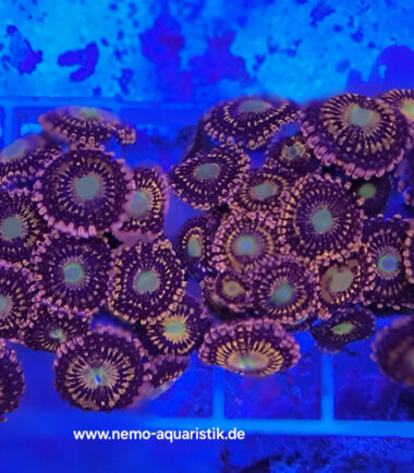 Alienantivenom Zoanthus Palythoa Alien Antivenom 5