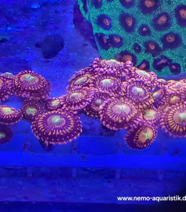 Alienantivenom2 Zoanthus Palythoa Alien Antivenom 3