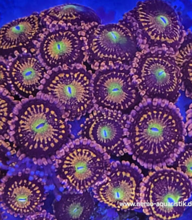Zoanthus Palythoa Alien Antivenom